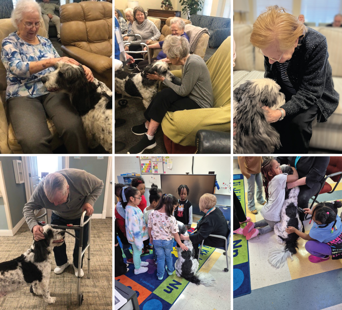 Pet therapy collage